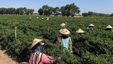 ماذا نعرف عن مزرعتين في السنغال تزودان المملكة المتحدة بأنواع عدة من الخضروات؟ #عاجل