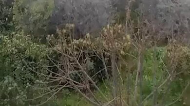 بالفيديو: مشاهد من بلدة انصار الجنوبية