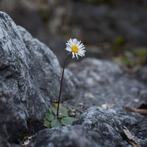 A Plant in Rocky Soil | Homeschooling Torah