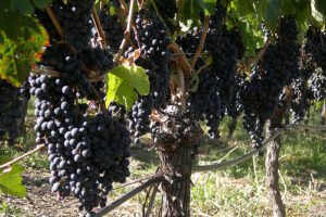 Fruit in Our Hearts | HomeschoolingTorah