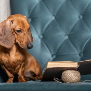 Red-haired dachshund carefully reads a book while sitting in a comfortable chair.