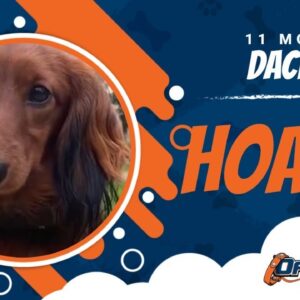 Hoagie, 11mo. Dachshund Obedience Training