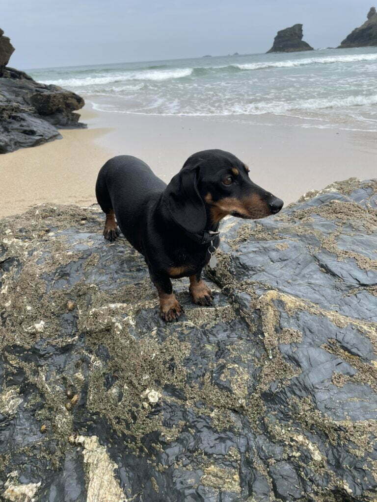 About Dachshunds - a miniature smooth dachshund standing on rocks at the beach