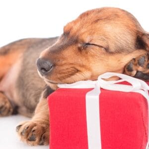 Sleeping Dachshunds - a smooth haired dachshund puppy asleep resting its head on a small red gift box