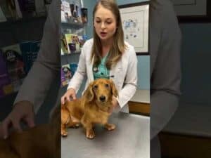 Common dachshund health issues