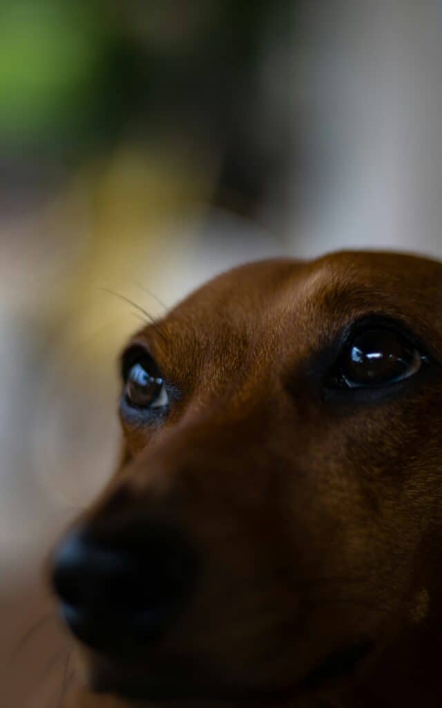 Are Dachshunds Good For First Time Owners