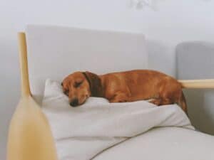 are dachshunds hard to house break 2