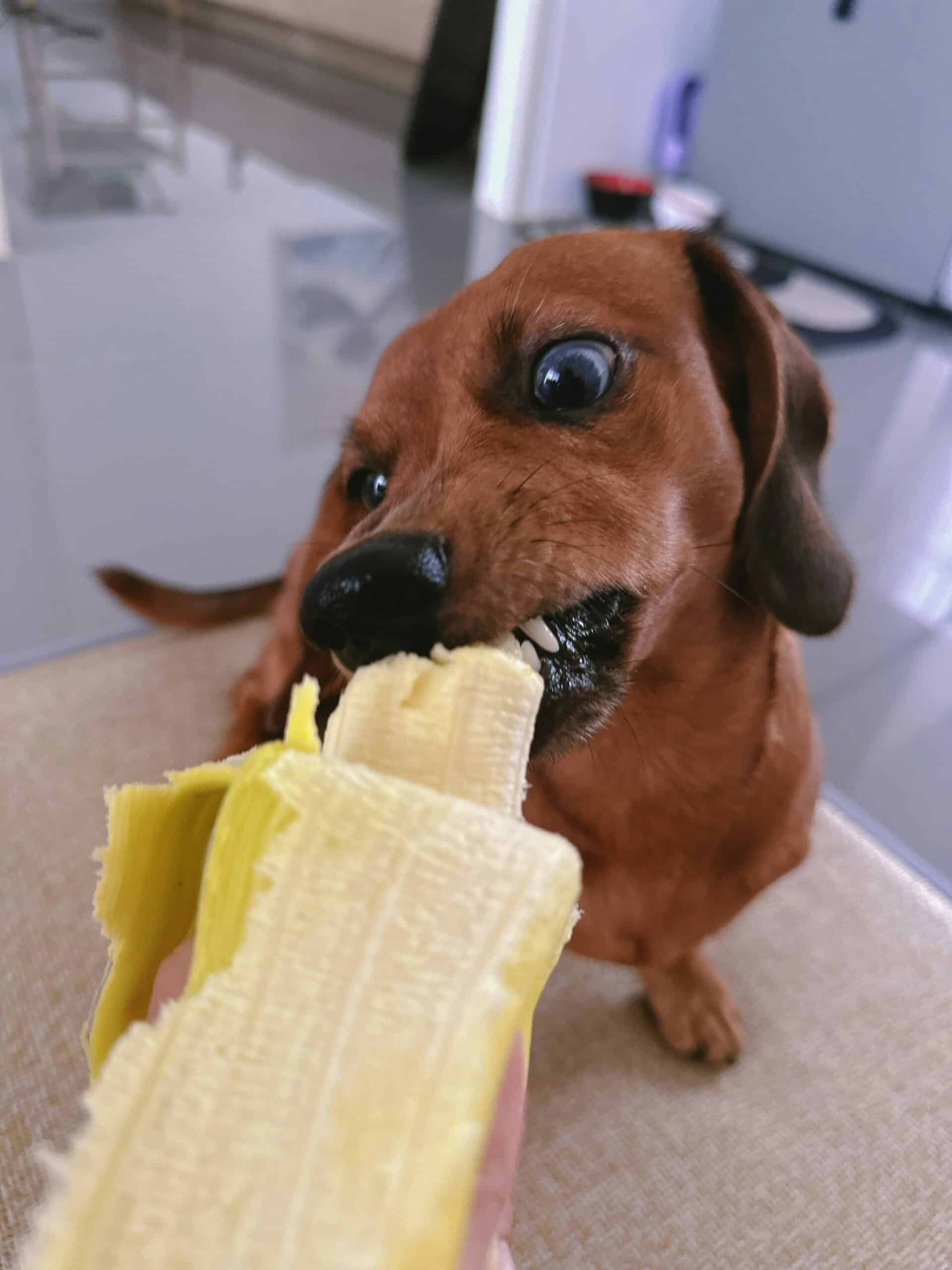 can dachshunds be left alone during the day 1 scaled