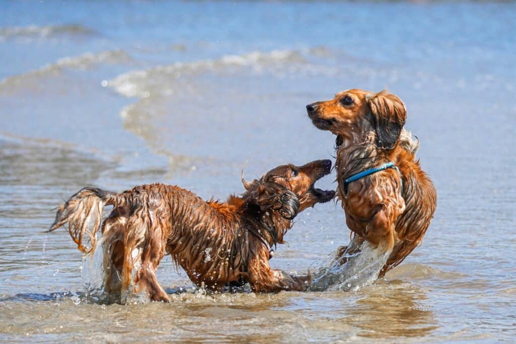 Can Dachshunds Be Left Alone During The Day