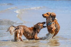 How Long Do Dachshunds Need To Be Walked