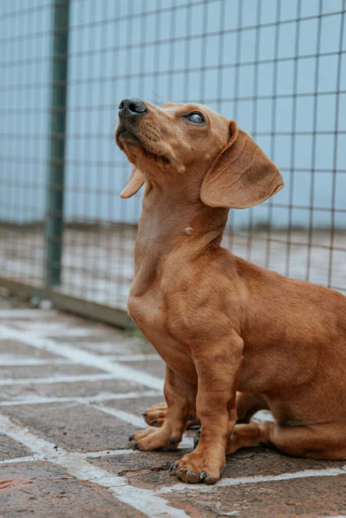 Can Dachshunds Be Left Alone During The Day