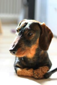 do dachshunds not like walks