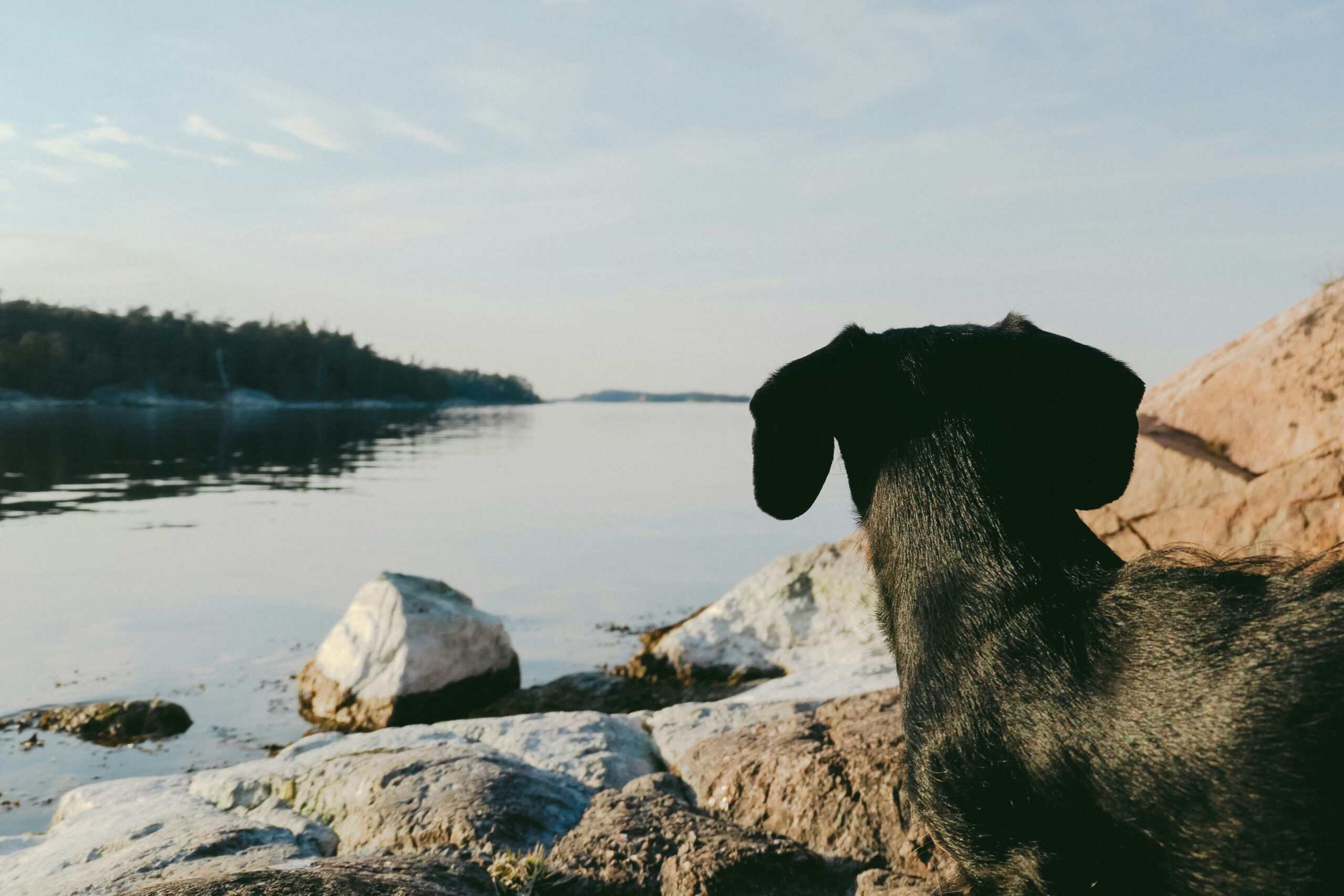 is a dachshund a good family pet 2 scaled