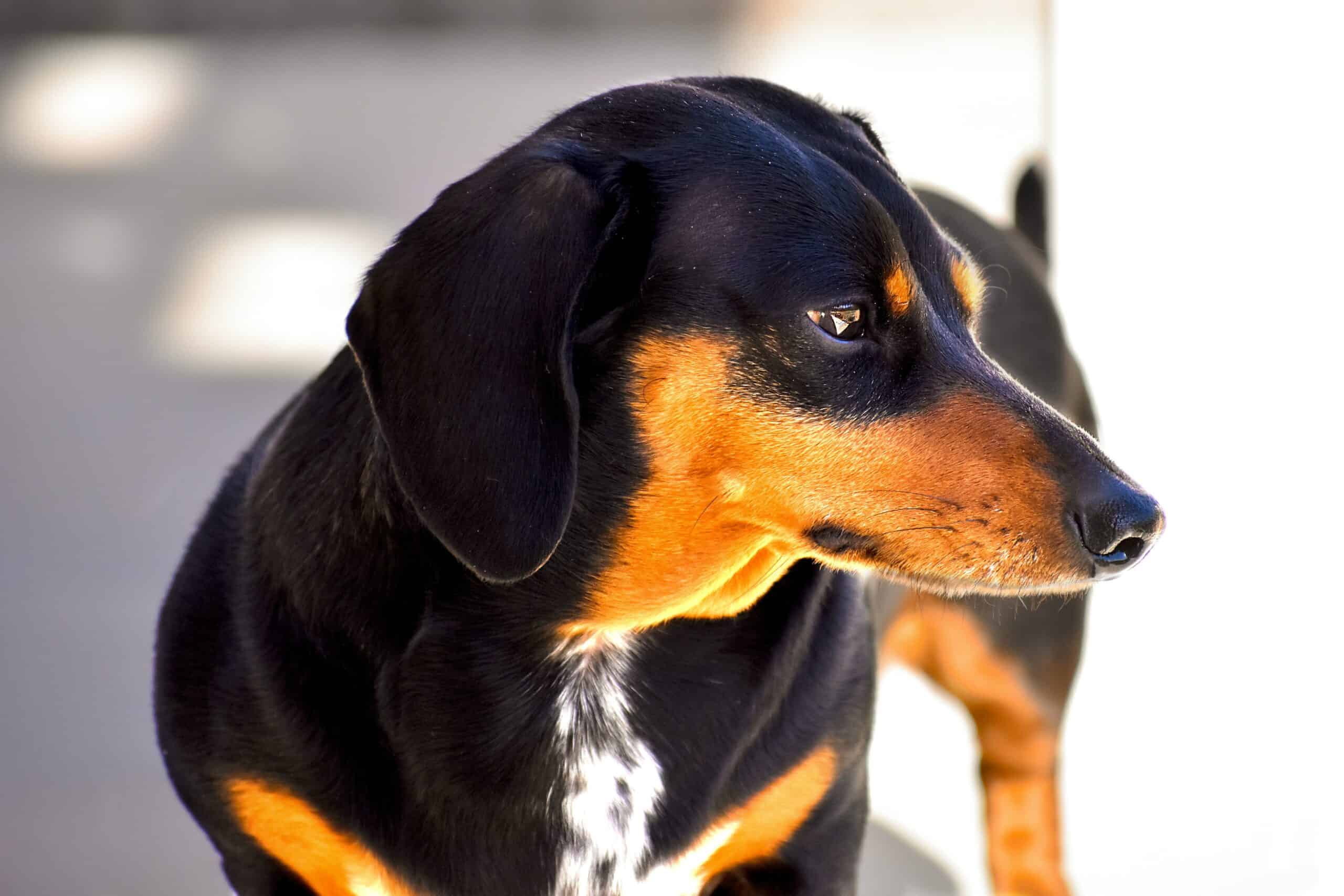 are male or female dachshunds more cuddly scaled