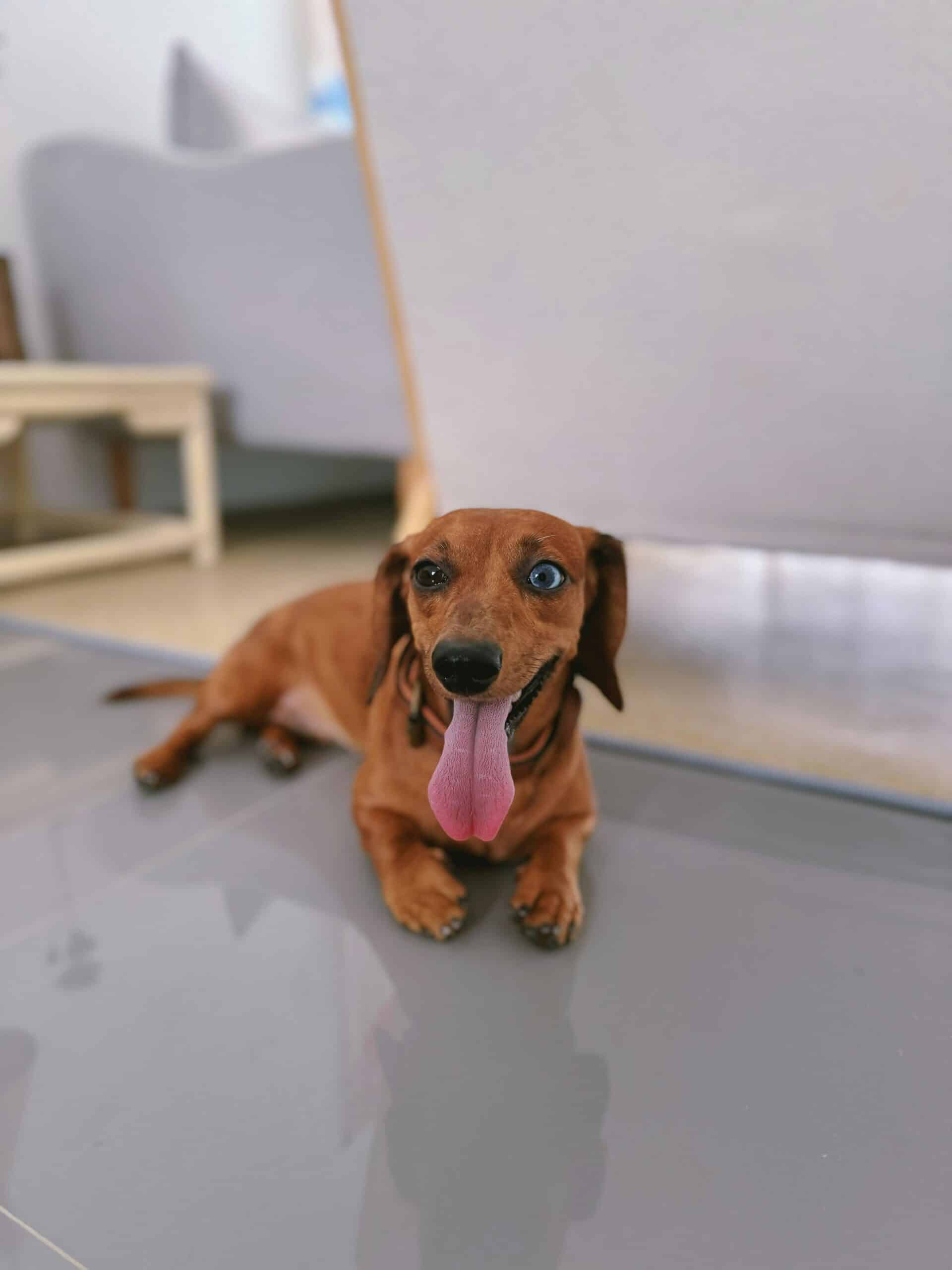 do you need 2 dachshunds scaled