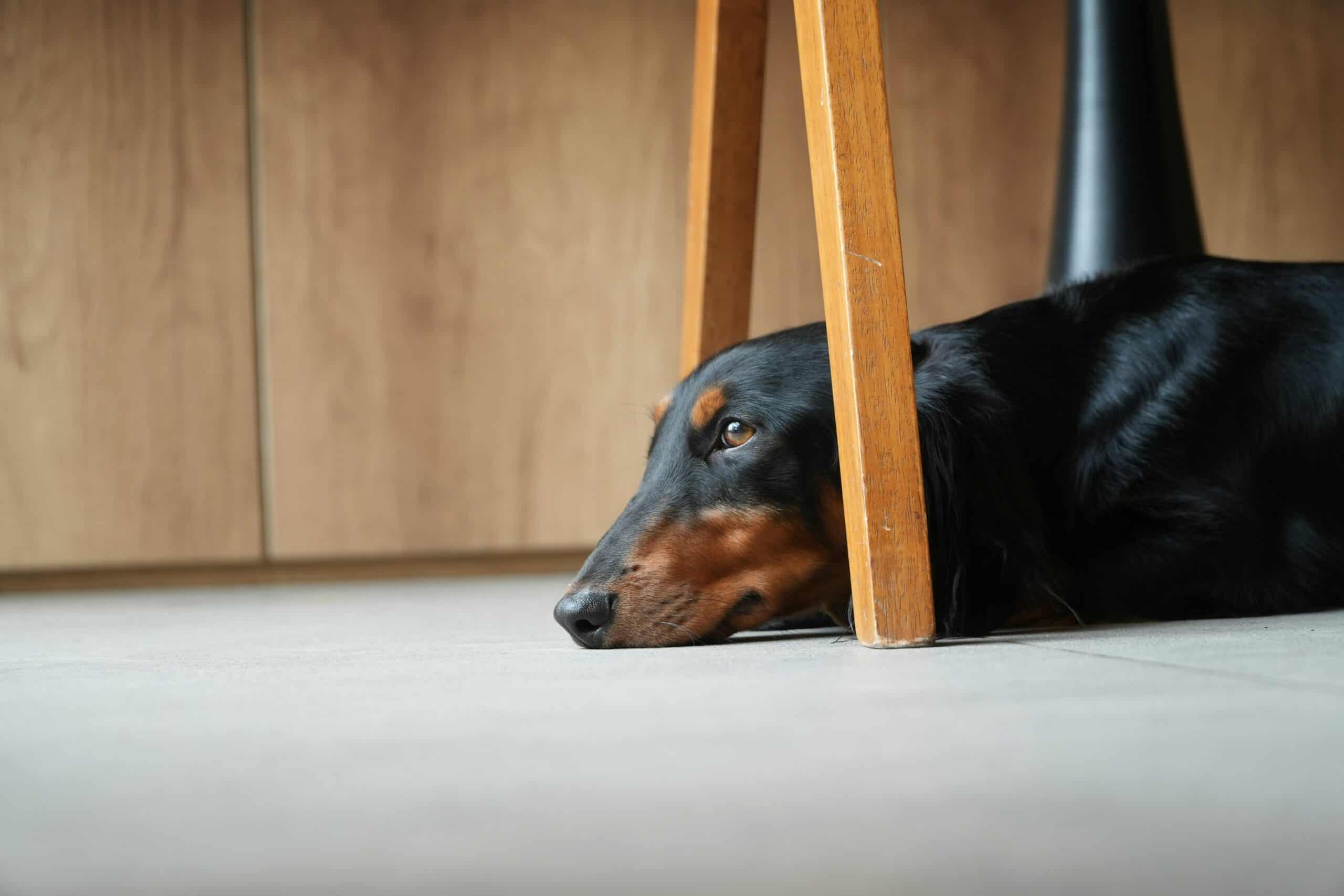 how long do dachshunds need to be walked 2 scaled