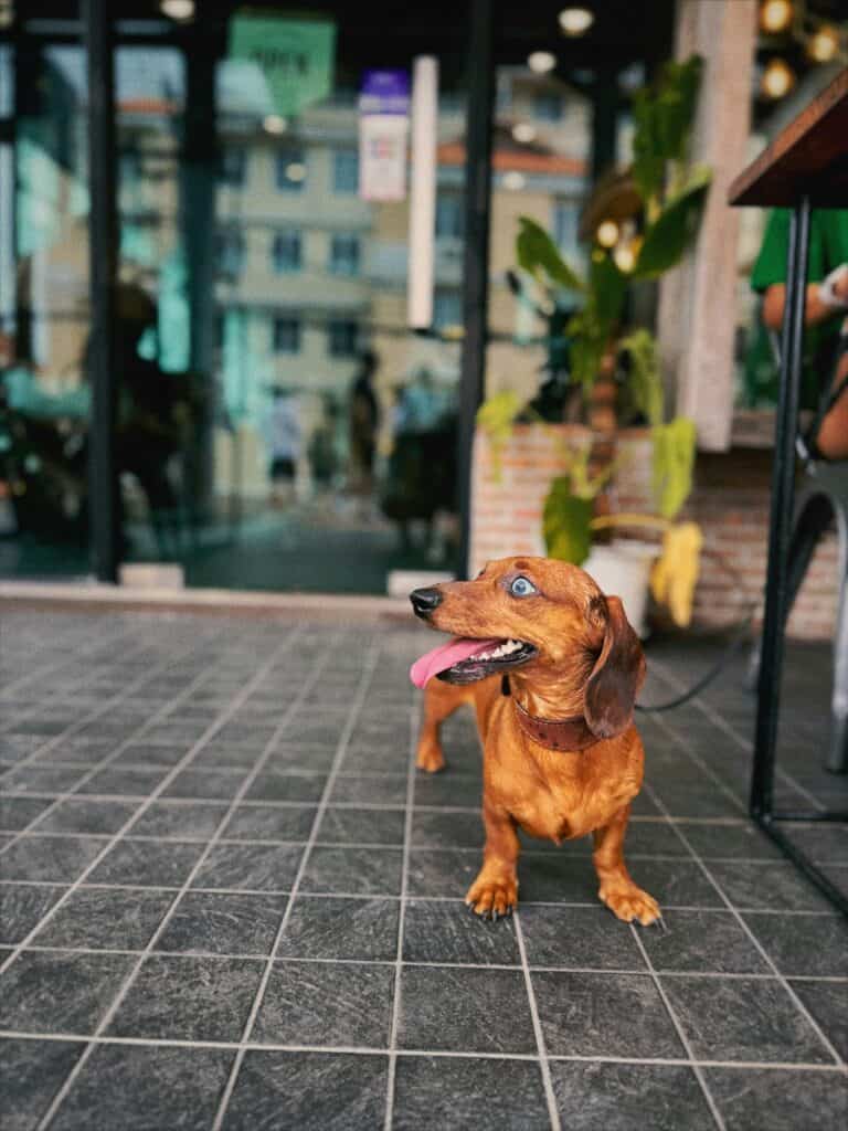 What Are The Pros And Cons Of Dachshunds