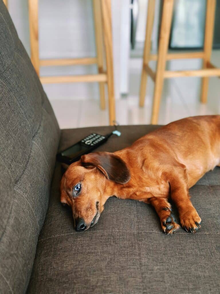 What Are The Pros And Cons Of Dachshunds