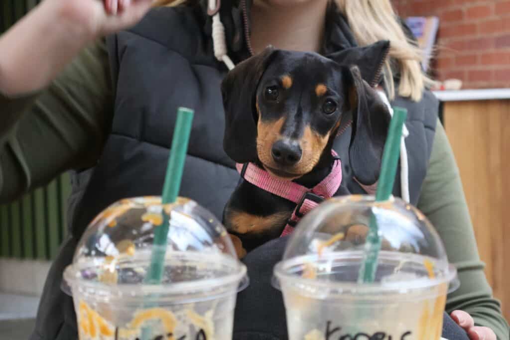 What Do Dachshunds Love The Most