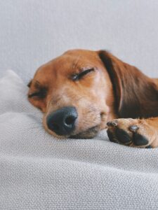 At what age do dachshunds slow down?
