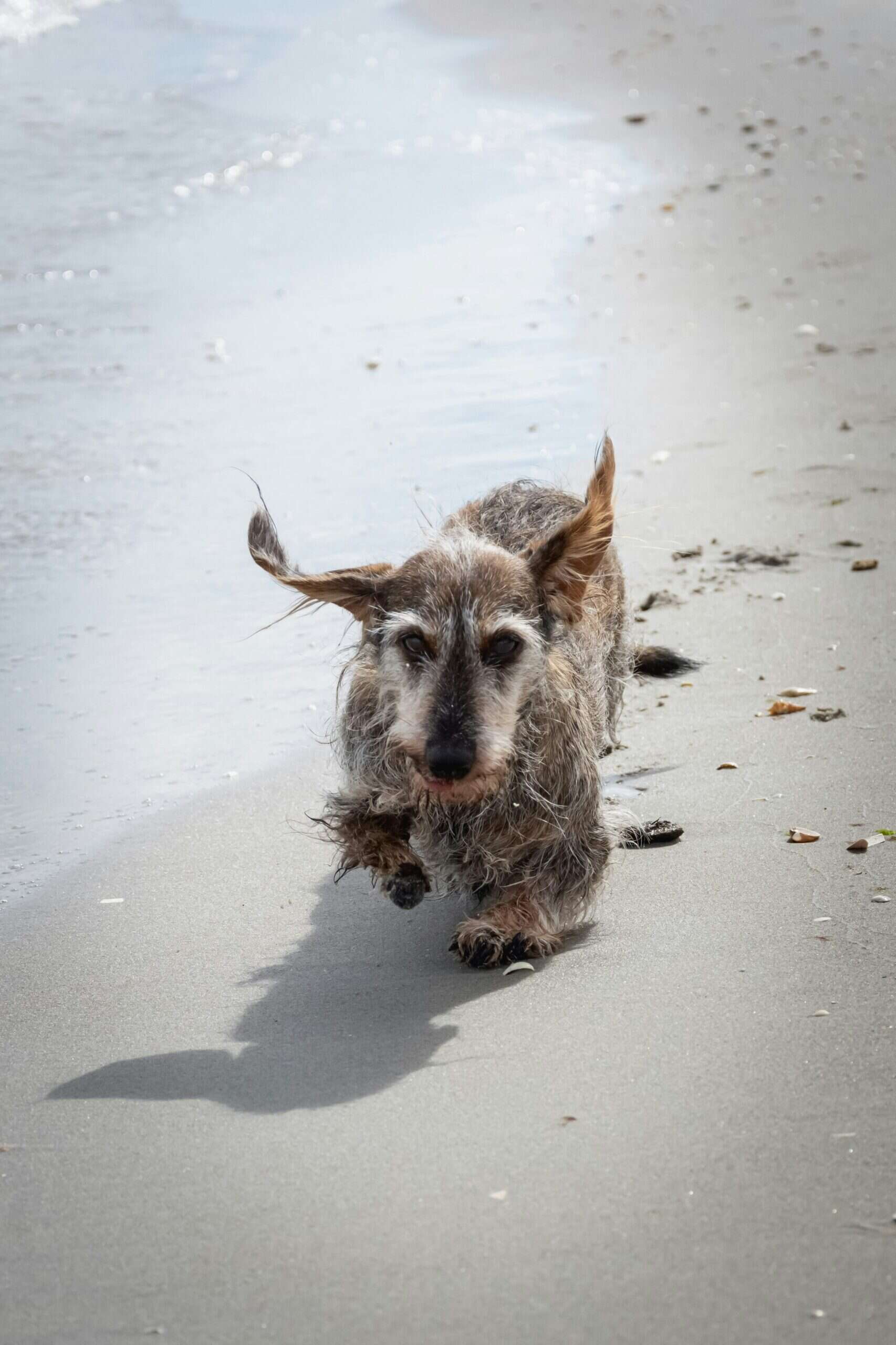 Are dachshunds difficult to train