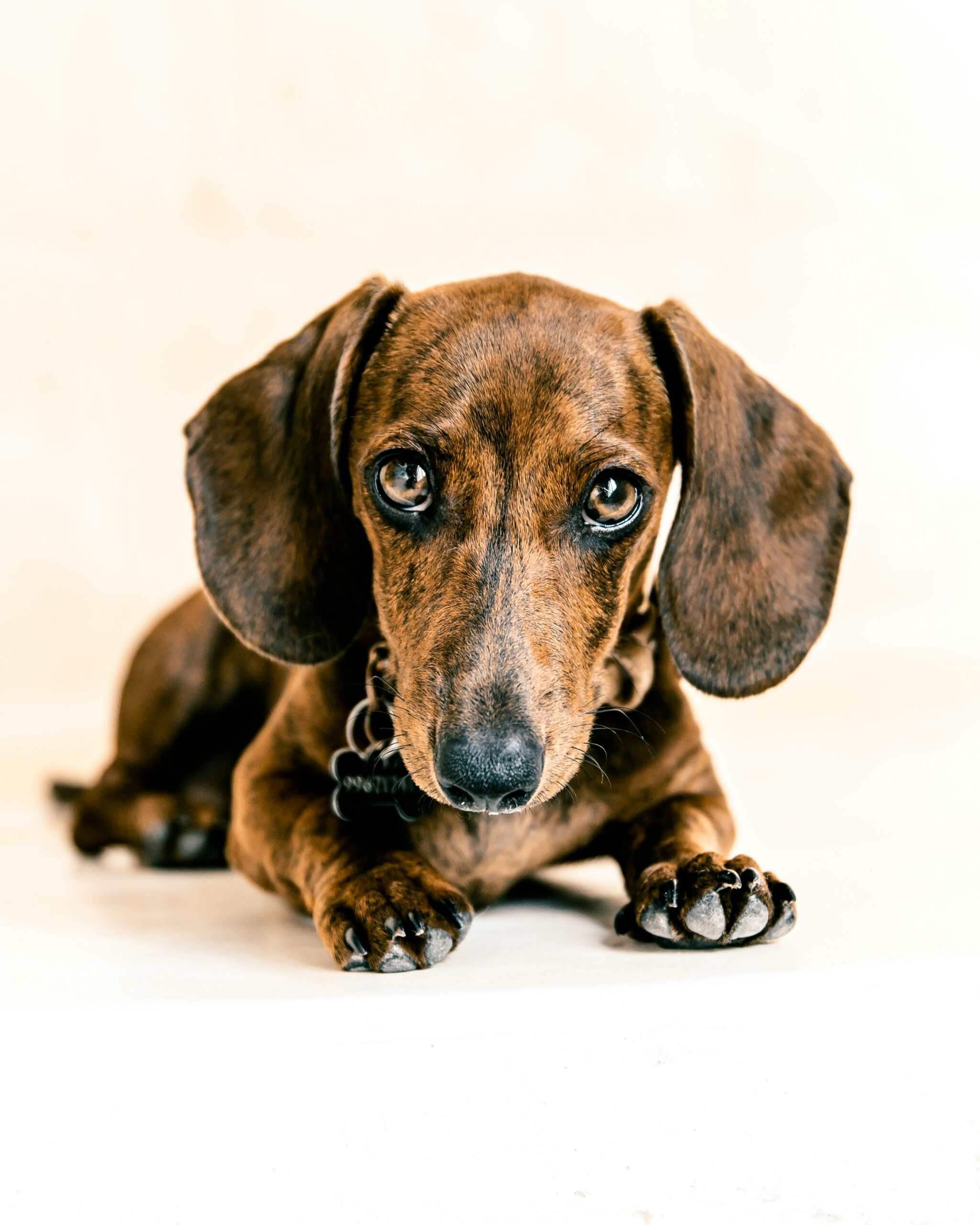 Choosing the right dachshund for your family