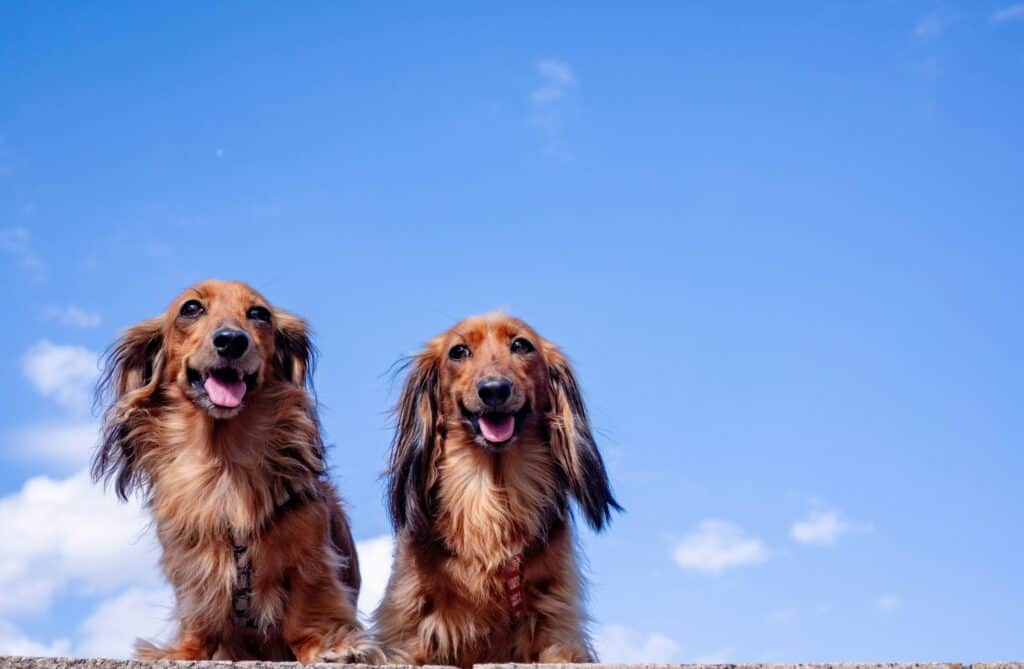 Do Dachshunds Walk A Lot
