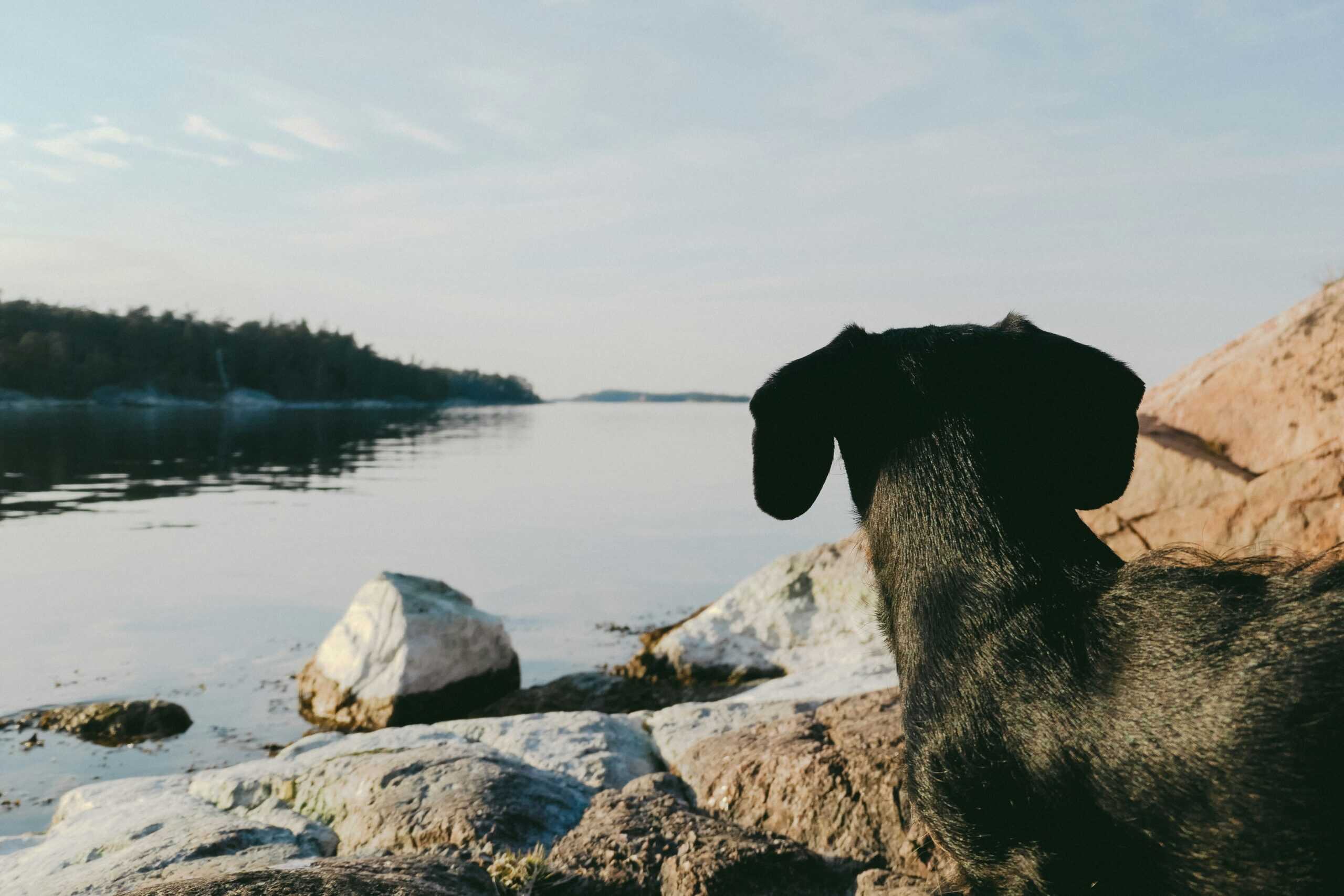 exploring the life expectancy of a dachshund what every owner should know scaled