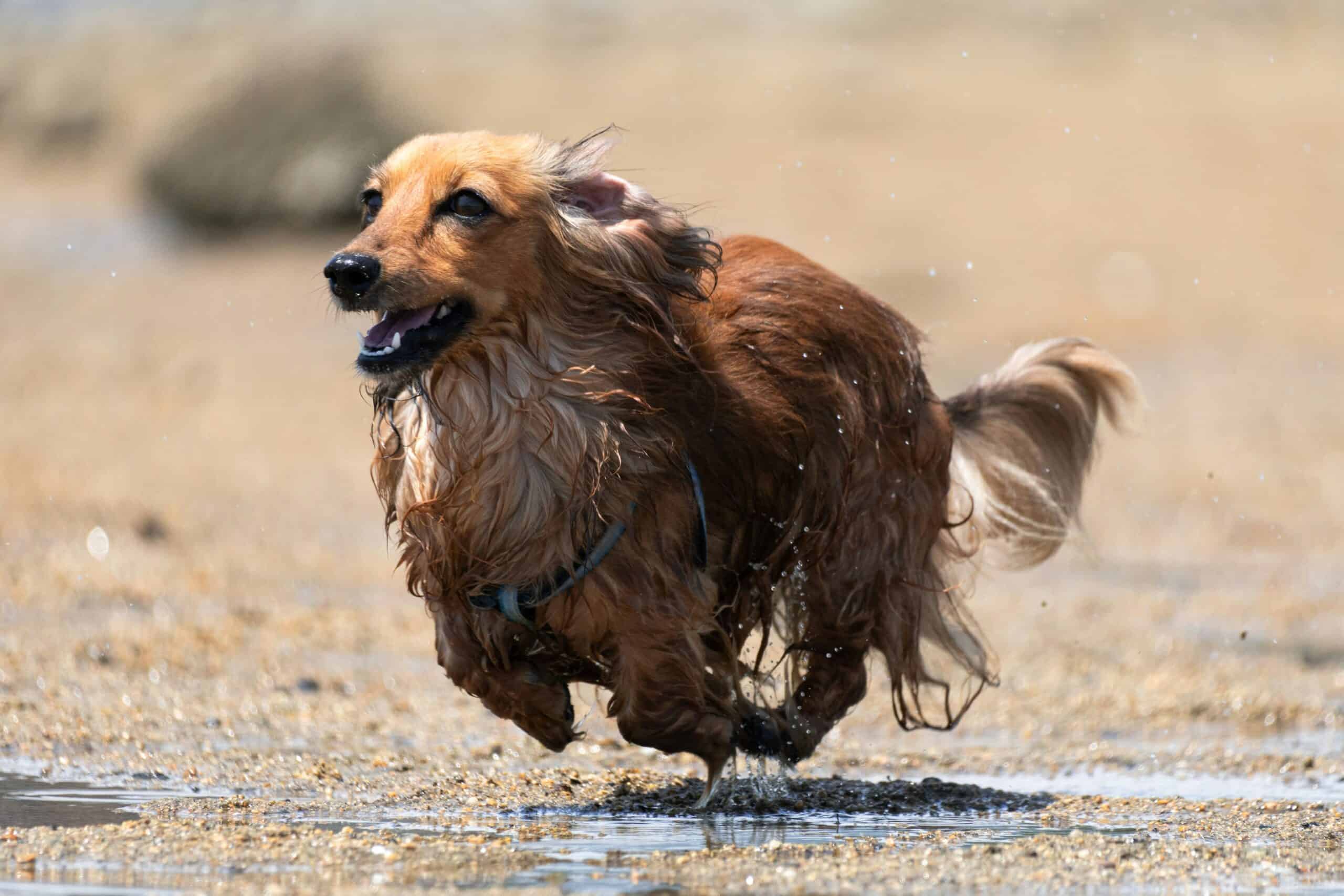 What Colour Dachshund Should I Get for a Perfect Family Companion?