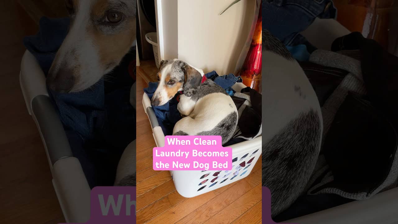 When Clean Laundry Becomes the New Dachshund Bed #minidachshund 😂🐾