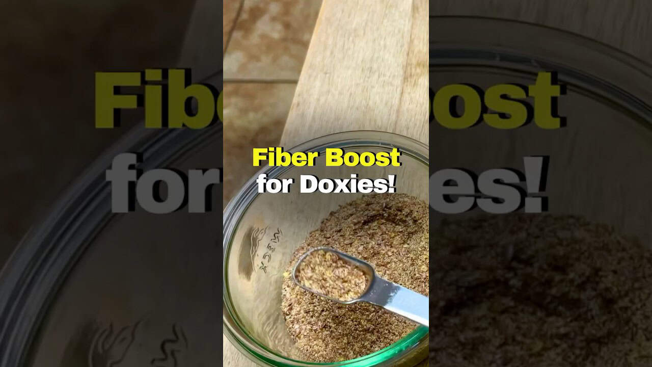 How to Add Fiber to Your Dachshund’s Diet (Naturally!) #minidachshund