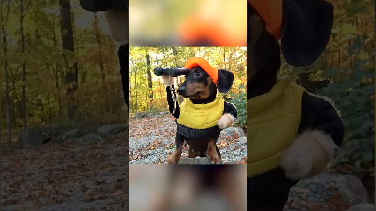 Crusoe & Oakley Turkey Hunting! 🦃 #TBT #thanksgiving