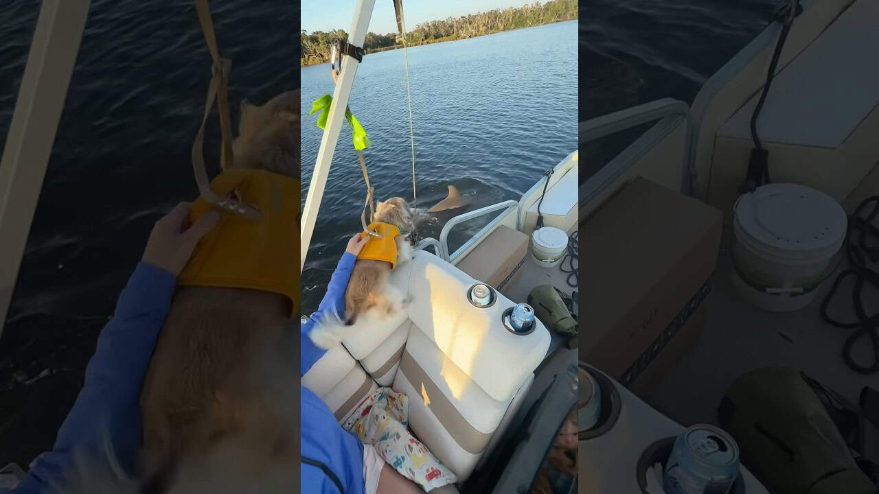 Daphne hates (loves?) dolphins! 🐬