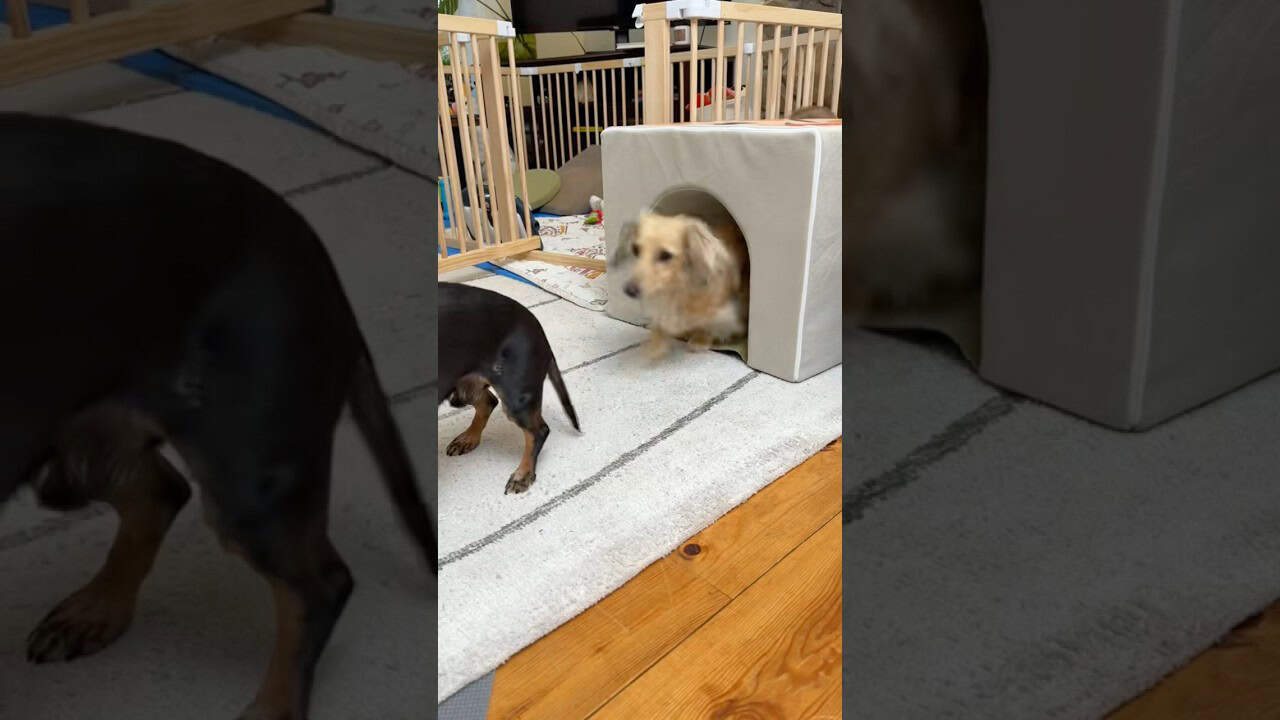 Teaching our brother important BURROWING SKILLS! 😅