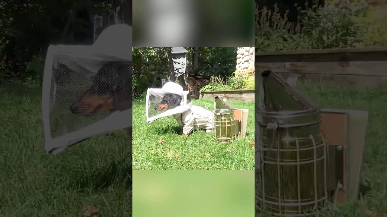 Ever seen a beekeeper dog?! 🐕 🐝😅