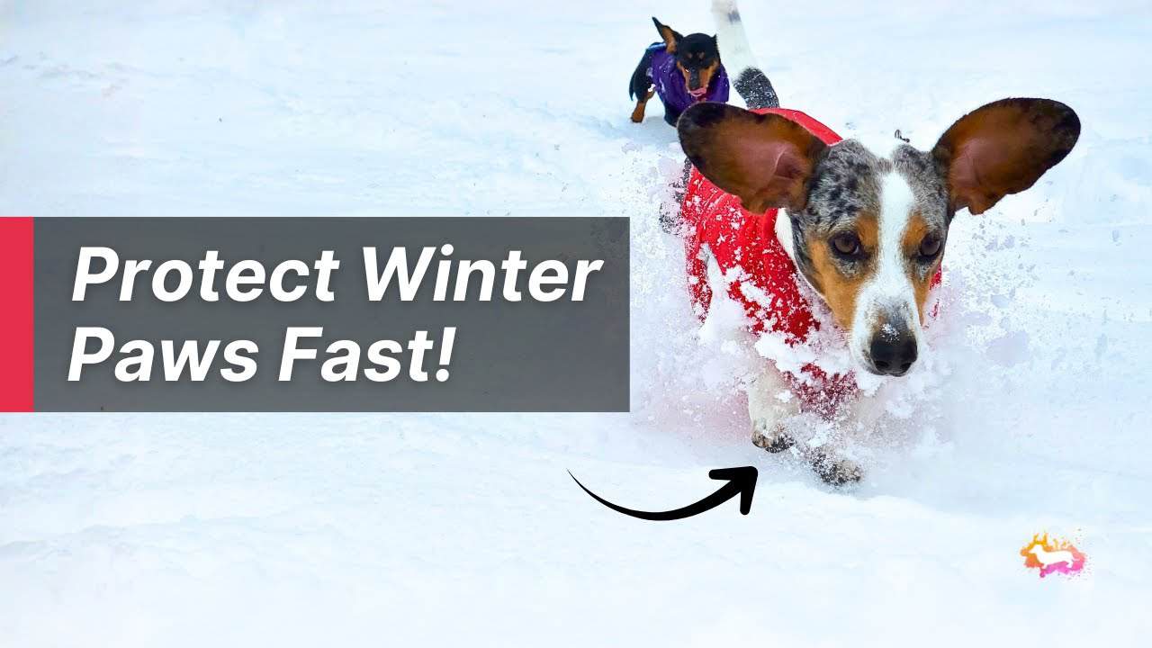 The Paw Balm HACK That WORKS - Even If Your Dog Hates Paw Touching