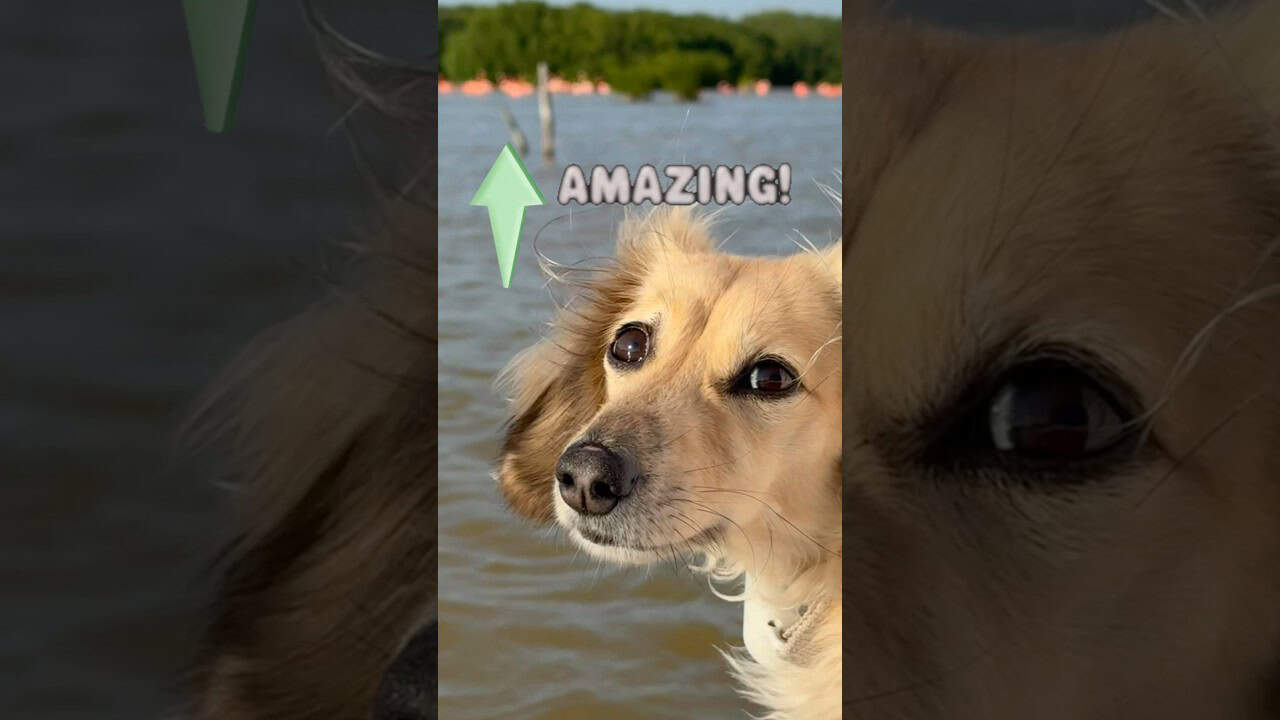 We saw something incredible!! 🦩