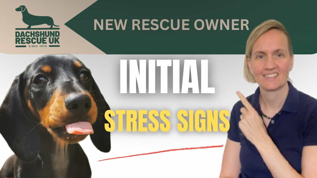 6 Introduction to Understanding Stress in Newly Rehomed Dachshunds