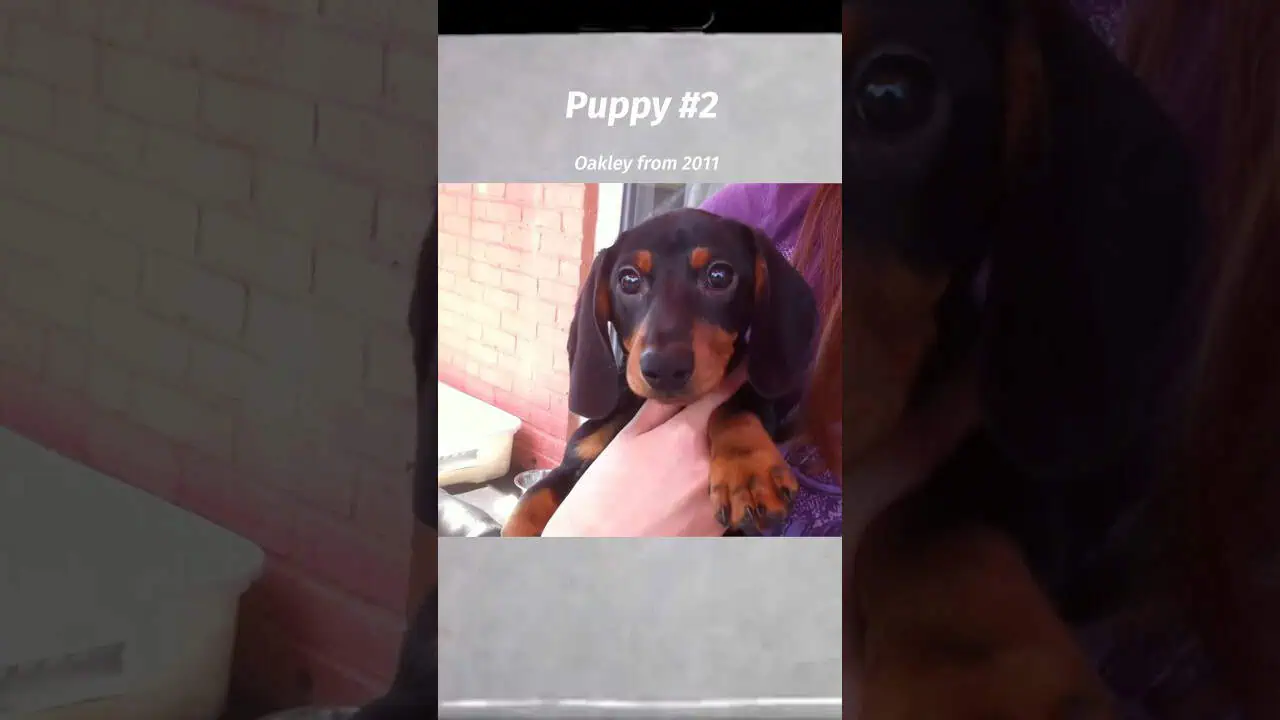 Crusoe & his siblings as puppies… #NationalPuppyDay