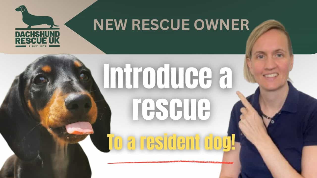 How to Introduce a Newly Rehomed Dachshund to a Resident Dog