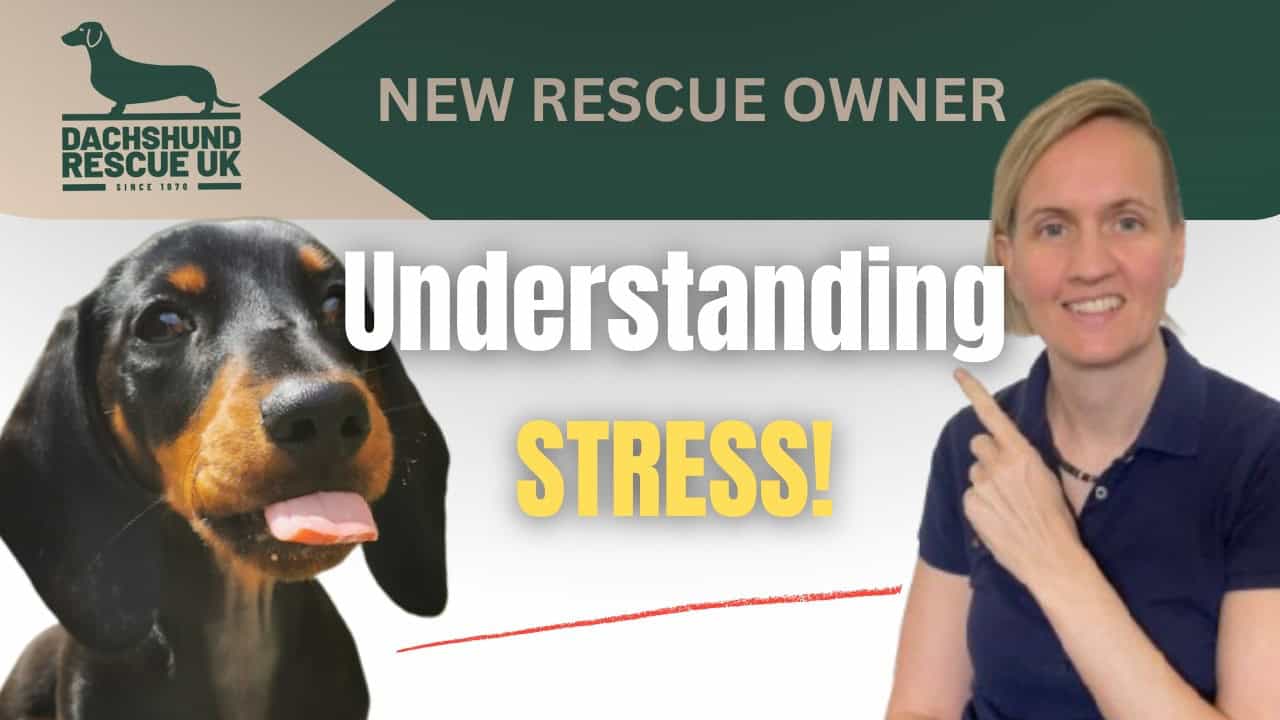 Understanding Stress in Rescue Dachshunds (What’s Normal When They First Come Home)