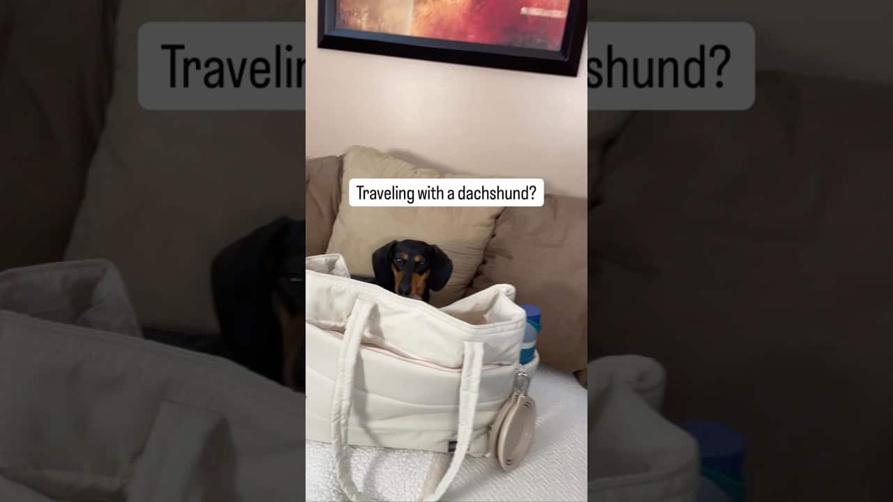 Traveling with a Dachshund? #minidachshund #packwithme