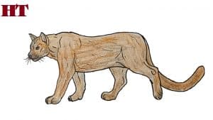 How to Draw a Cougar