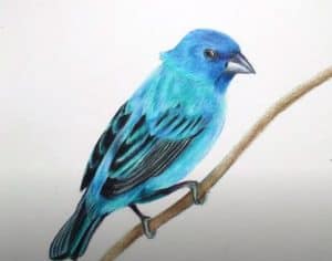 How to Draw an Indigo Bunting step by step