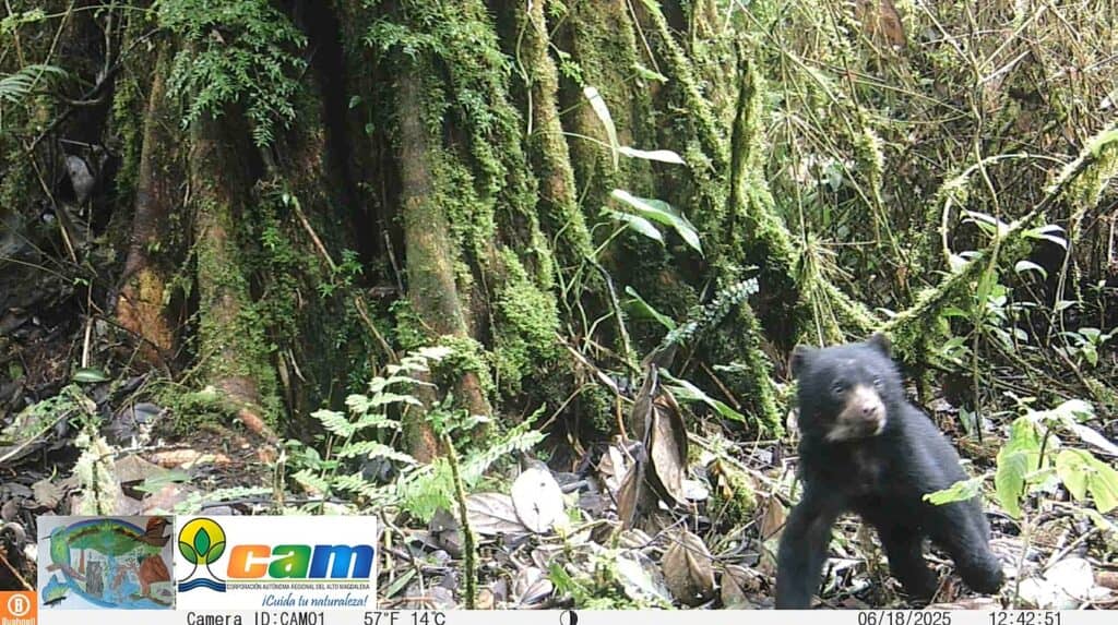 Osa de anteojos y su cría en el occidente del Huila, en un entorno selvático y frondoso.