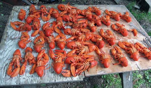 The sea cockroach from Barbados, Marine Life