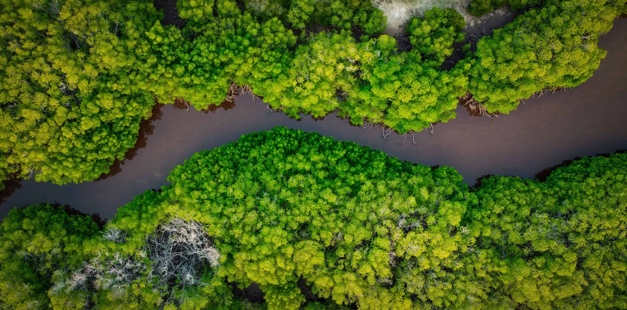 Jet ski explorant la mangrove en Guadeloupe depuis Morne-à-l’Eau