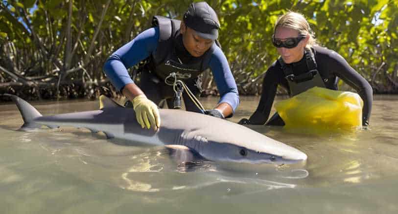 Researchers Deploying Acoustic Tags on Lemon Sharks in Shallow Waters