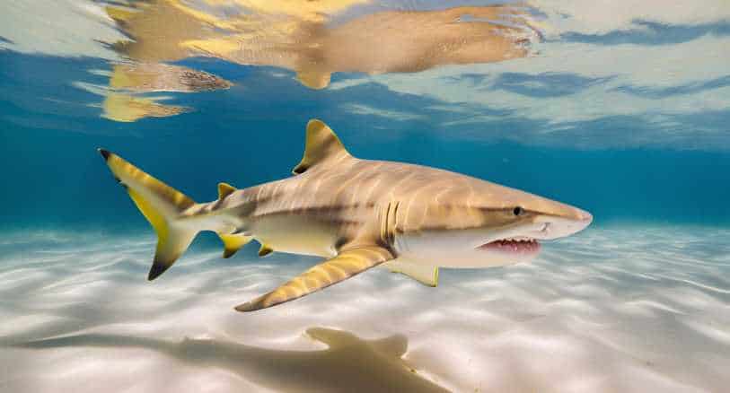 lemon-shark-hunting