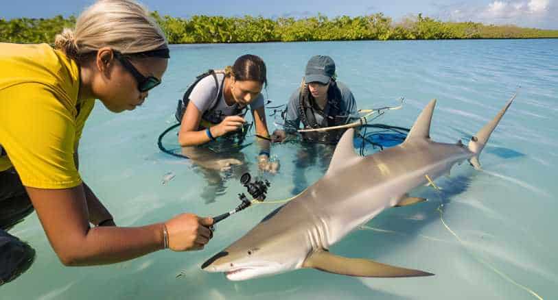 lemon-shark-research